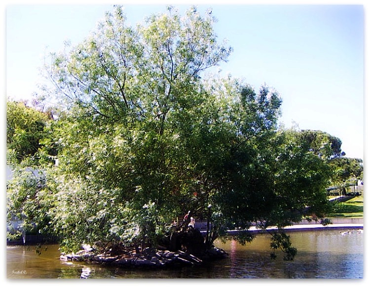 Tree on the lake