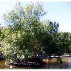 Tree on the lake