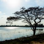 Tree on the lake