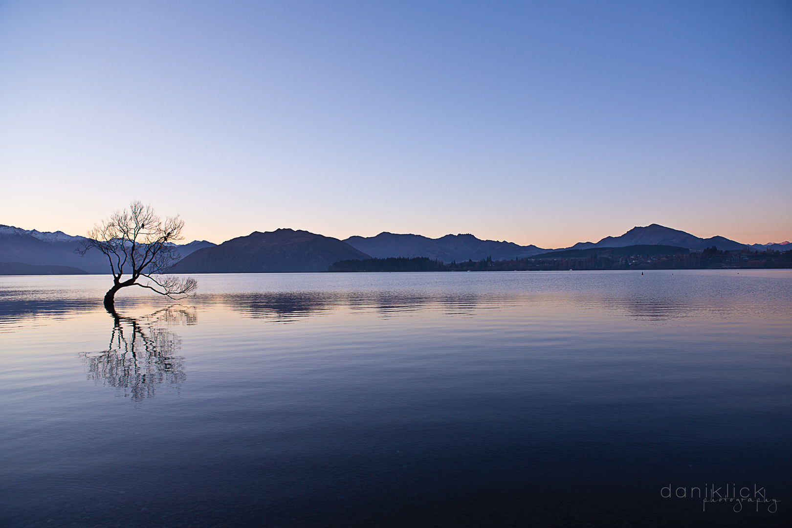 Tree on the lake