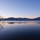 Tree on the lake