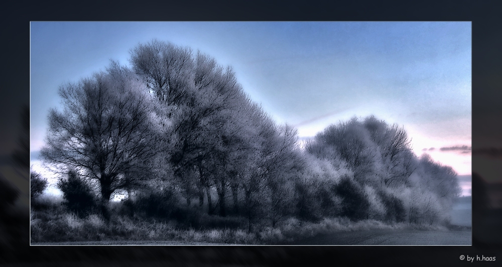 Tree on the Rock