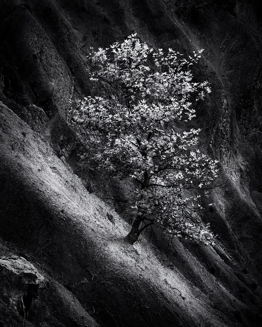 Tree on the Rock