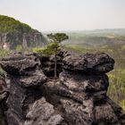 tree on the rock