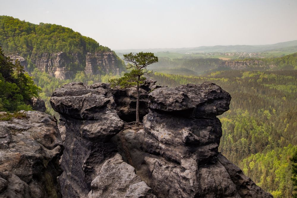 tree on the rock