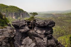 tree on the rock