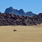 Tree on the rocks