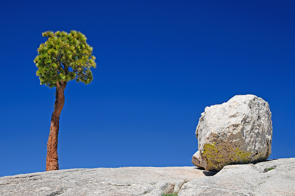 Tree on the Rocks