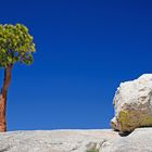 Tree on the Rocks