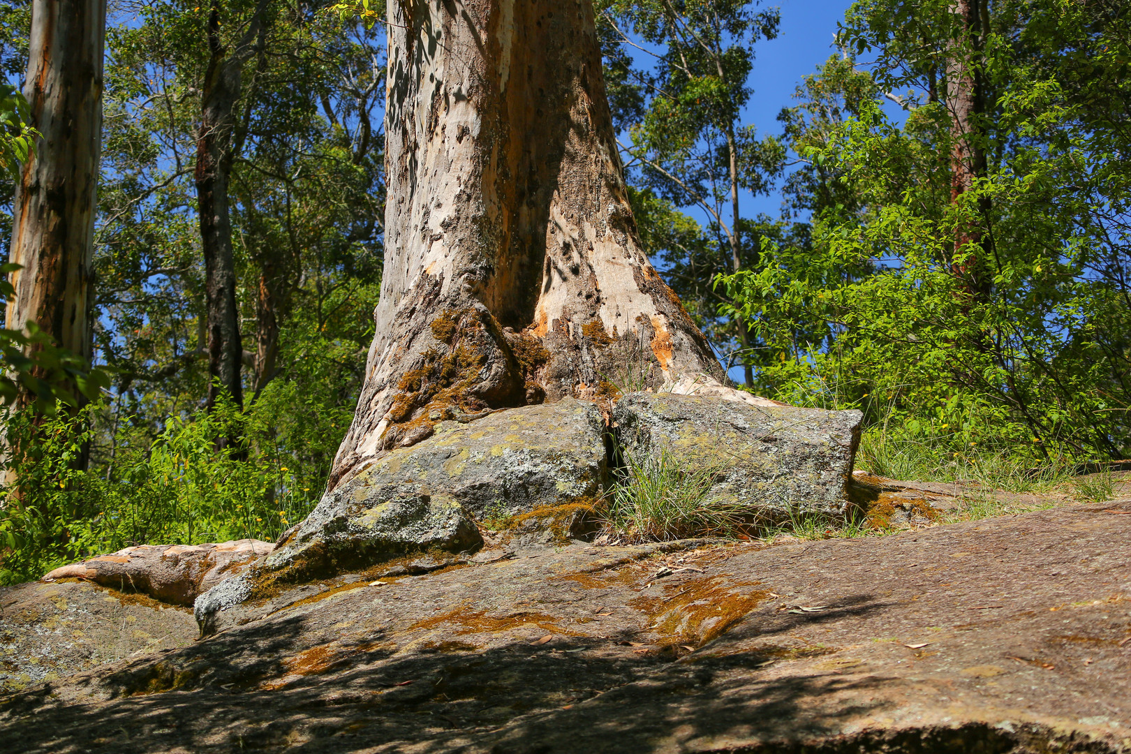 Tree on the rocks