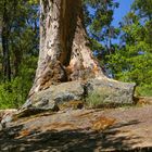 Tree on the rocks