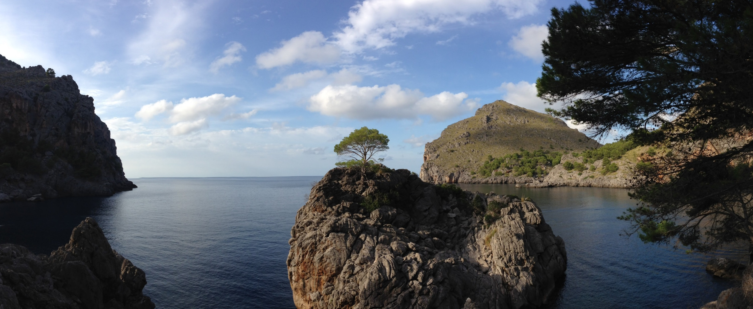 Tree on the rocks (Magic view sessions)