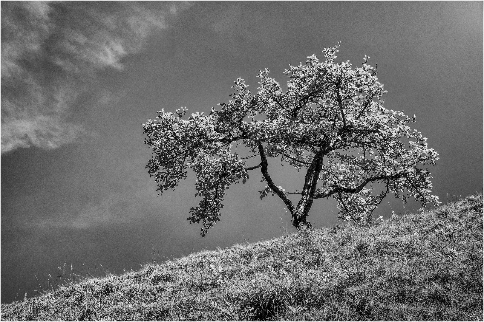 Tree on the Top