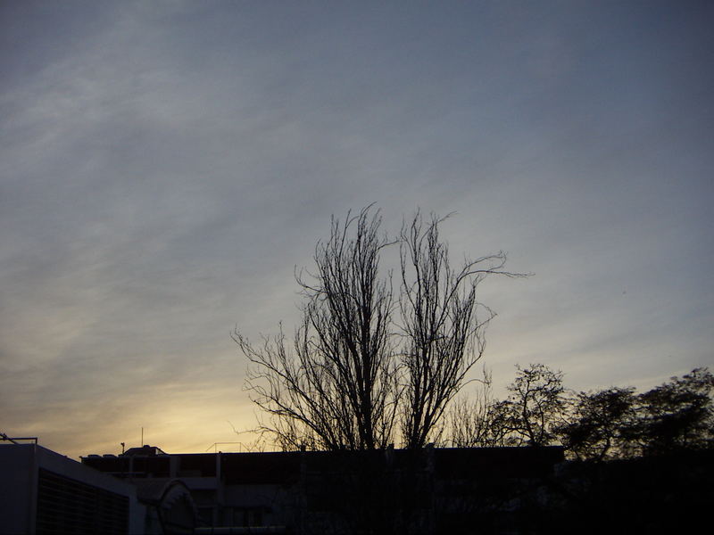 tree on winter city