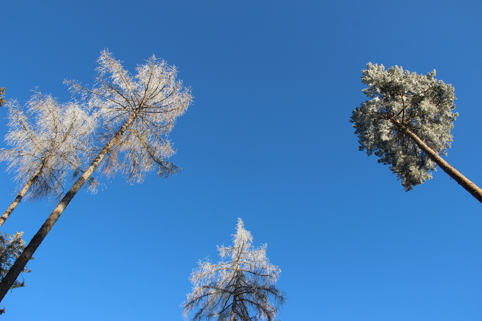 Tree orchestra in the sky