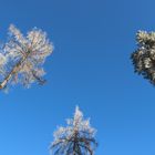 Tree orchestra in the sky