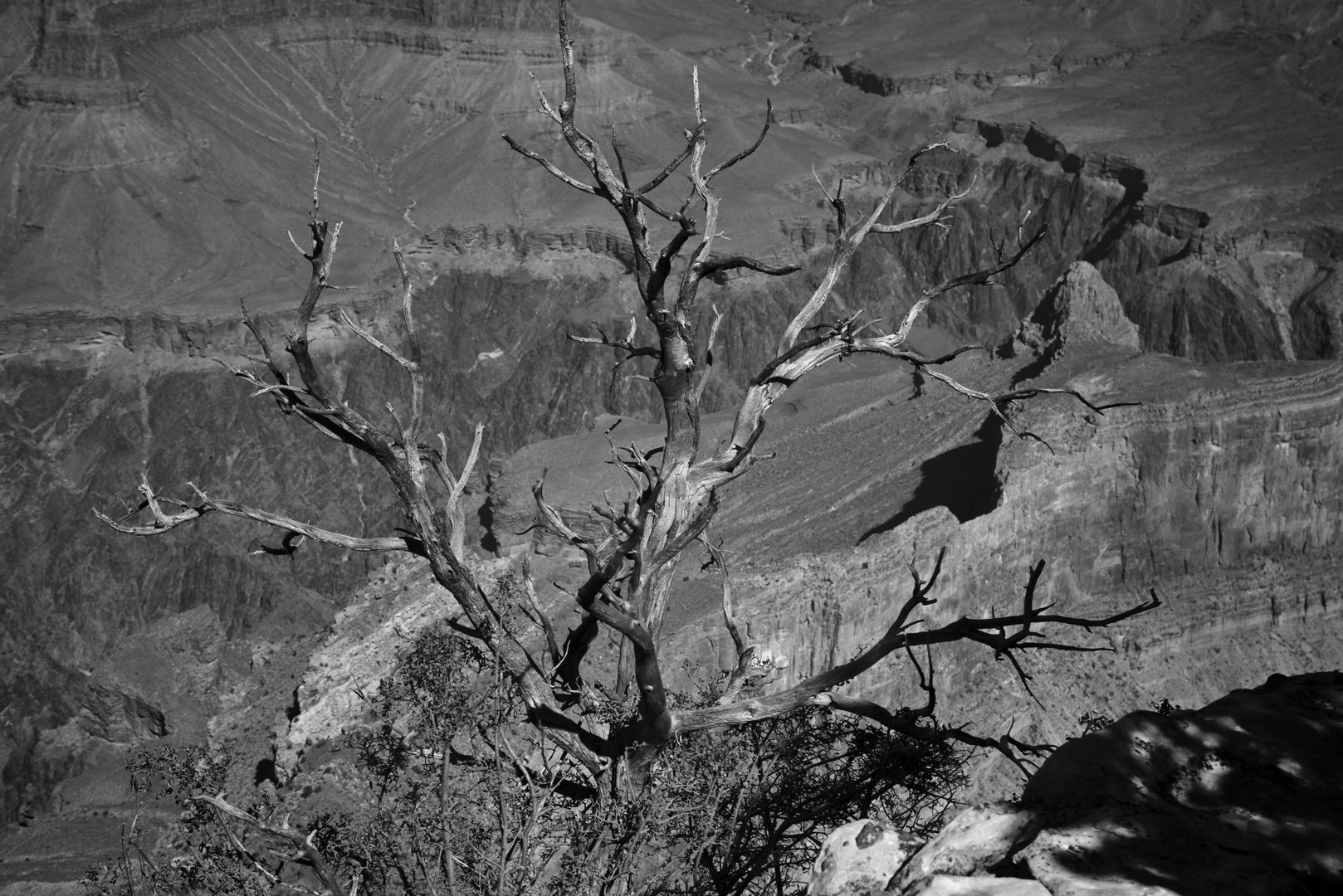 Tree over Grand Canyon