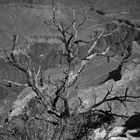 Tree over Grand Canyon
