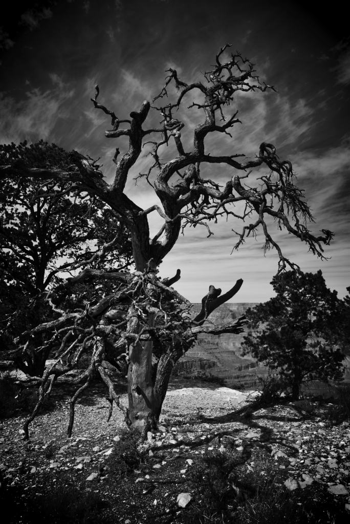 Tree over Grand Canyon