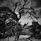 Tree over Grand Canyon