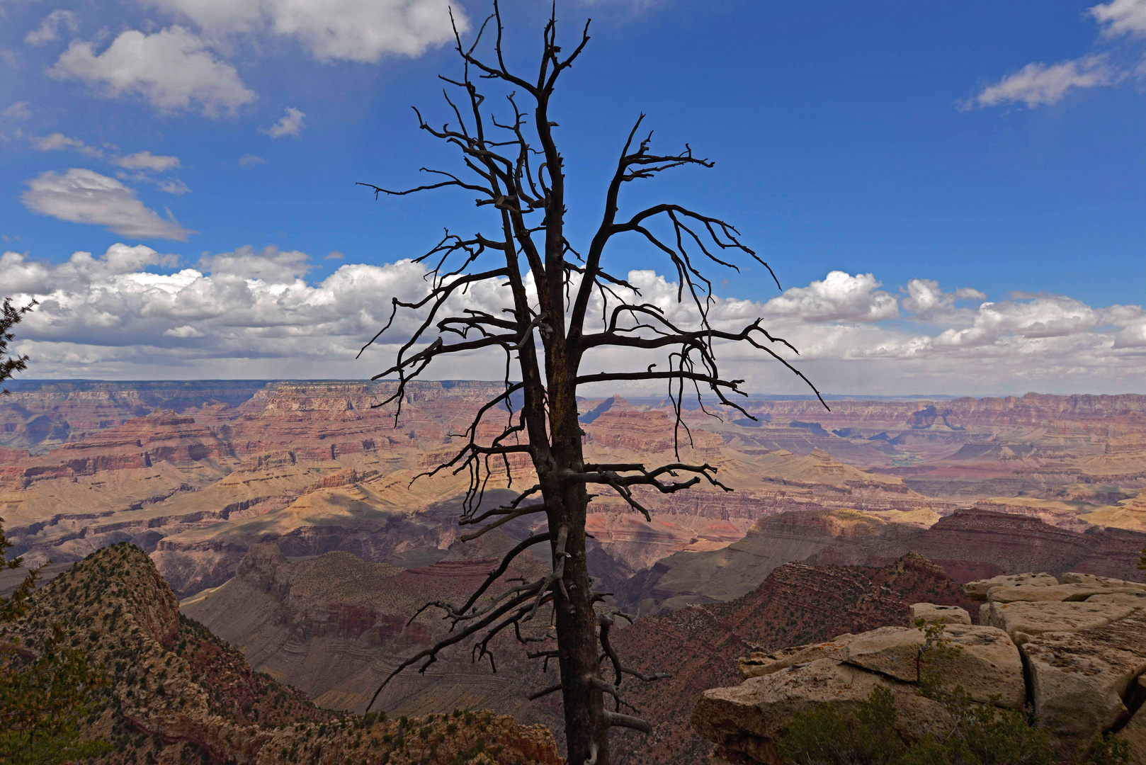 Tree over the canyon