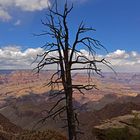 Tree over the canyon