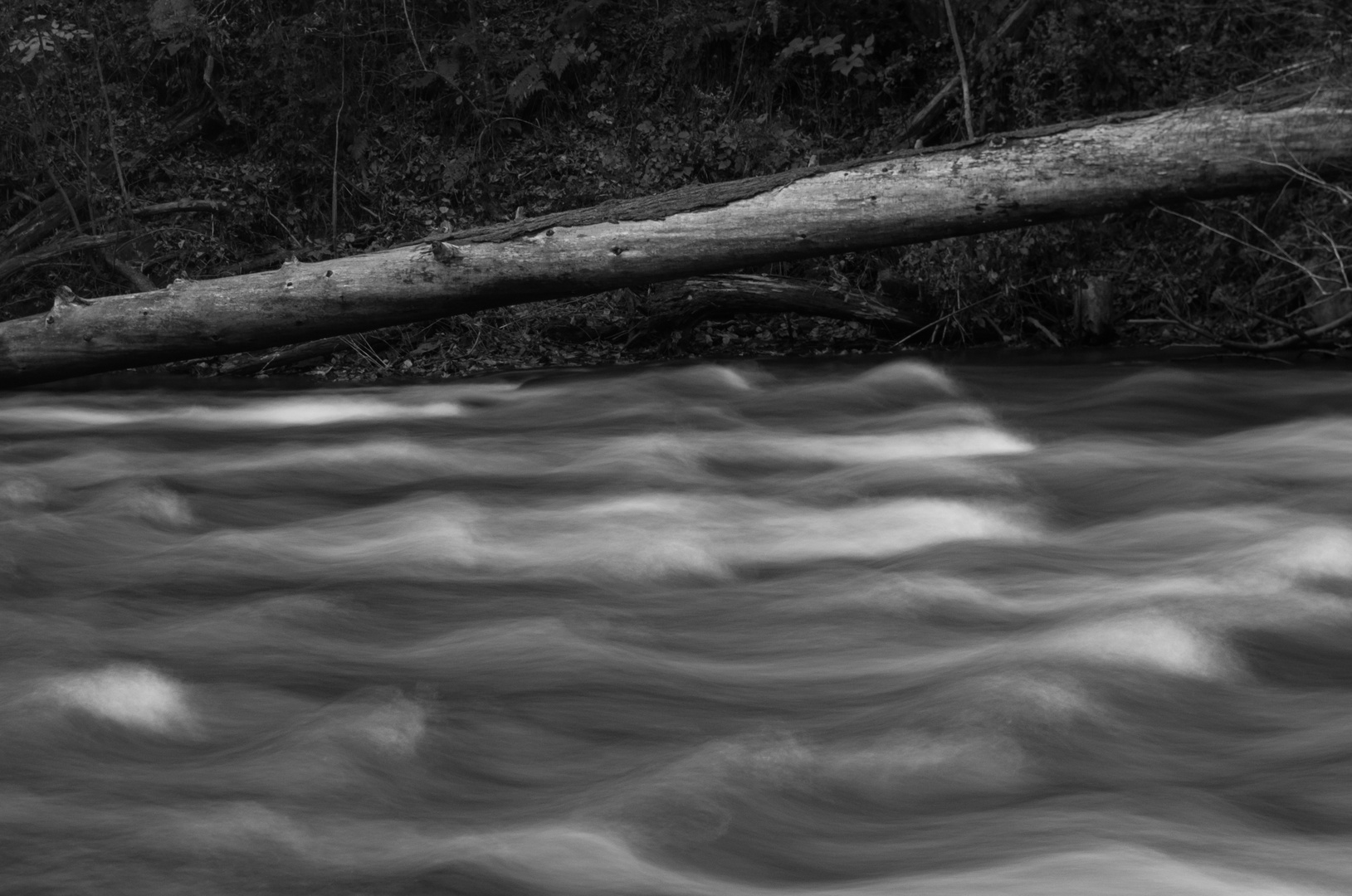 Tree over Water