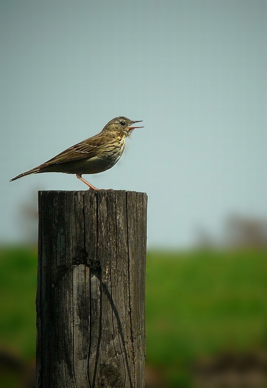 Tree Pipit