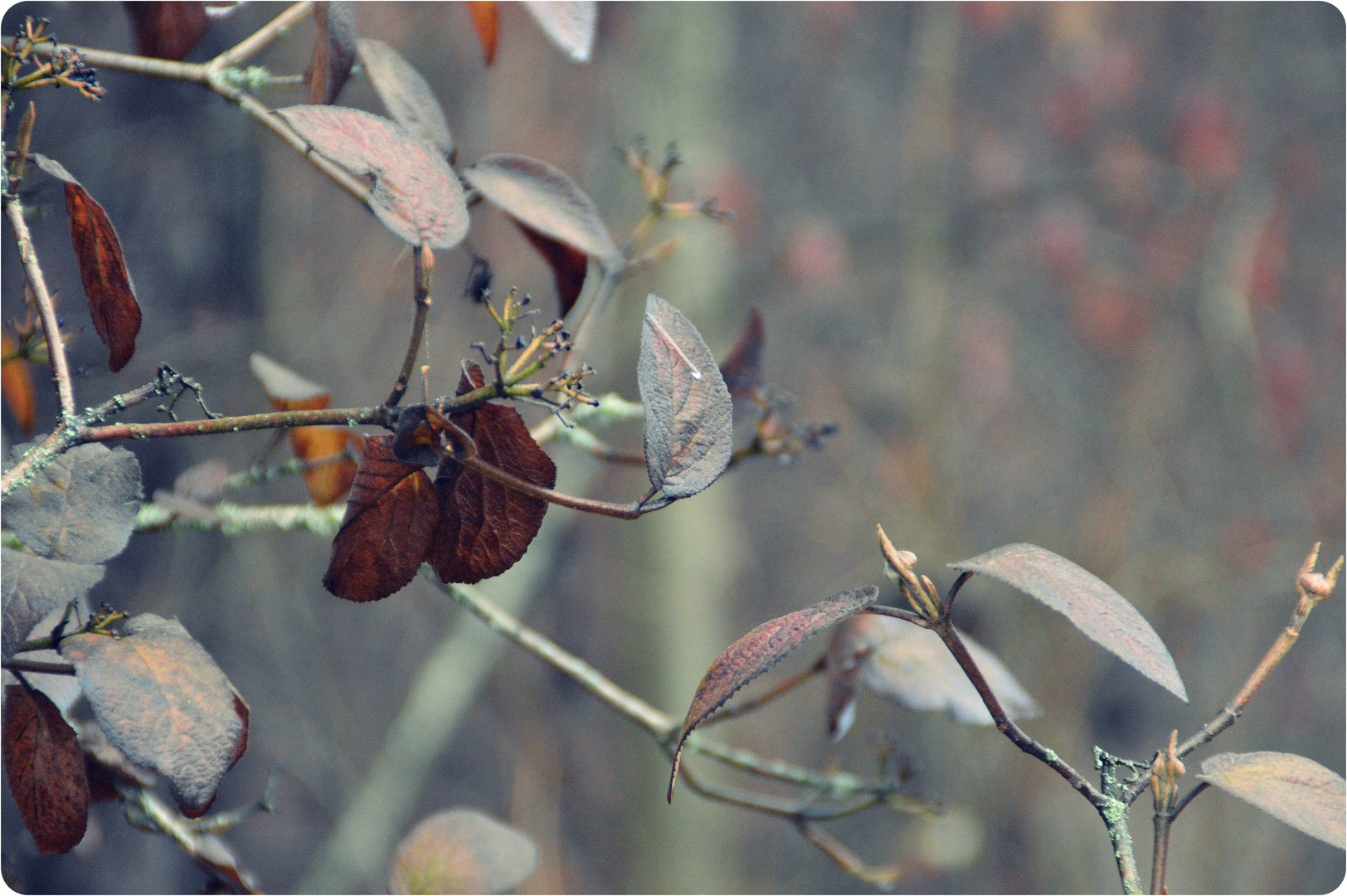 Tree Plant