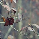 Tree Plant