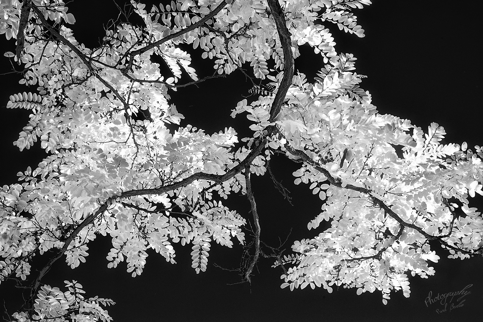 Tree plumage ( infrared )