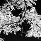 Tree plumage ( infrared )