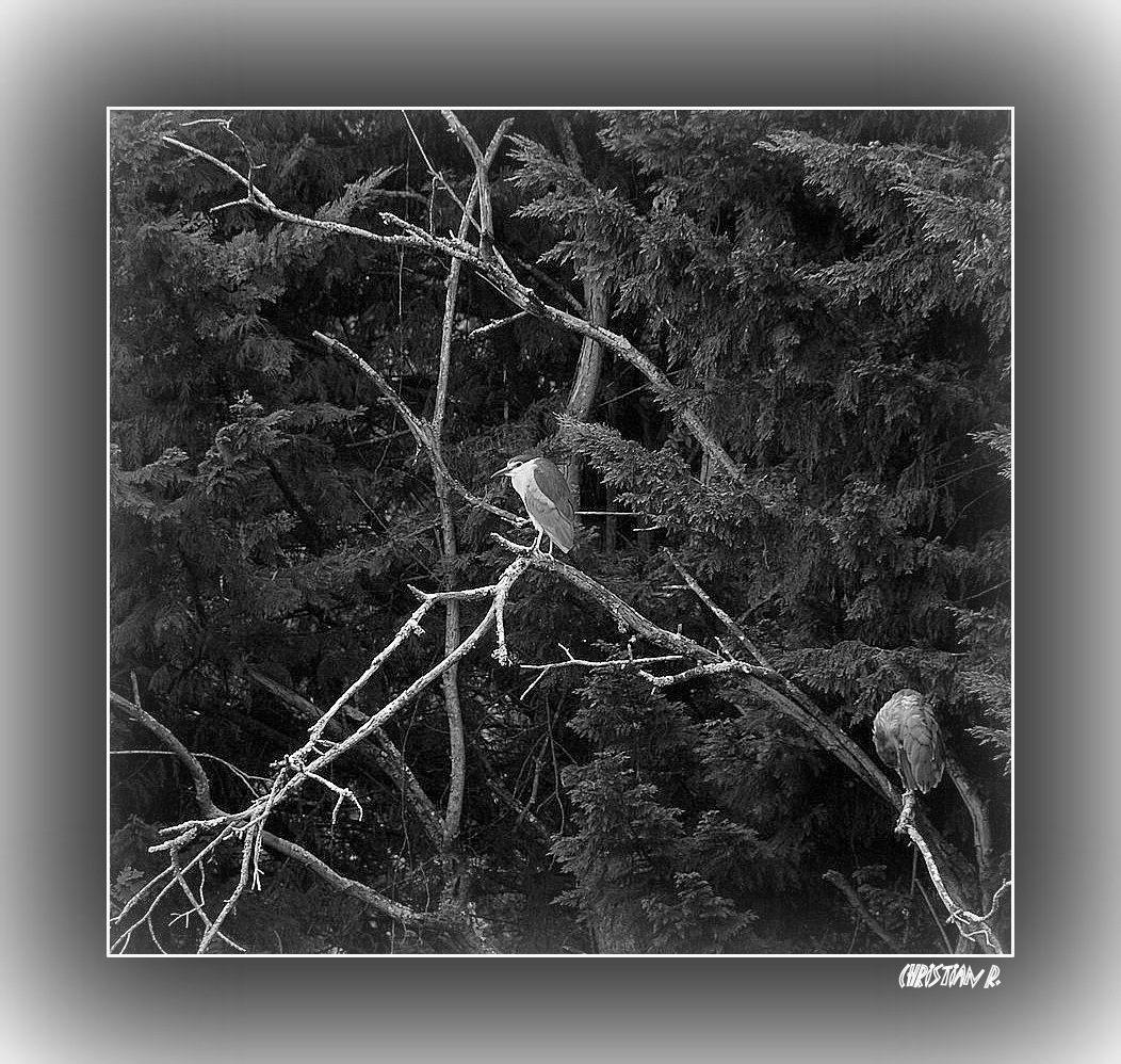 Tree porteur...