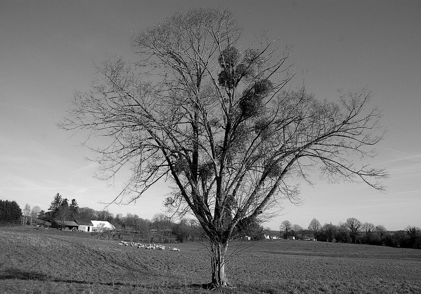 Tree porteur...