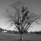 Tree porteur...