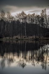 Tree reflection