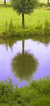 tree reflection