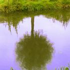 tree reflection