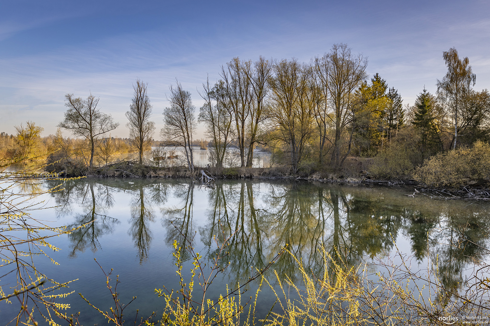 Tree reflections