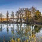 Tree reflections