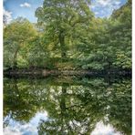 Tree reflexion in the river Tay