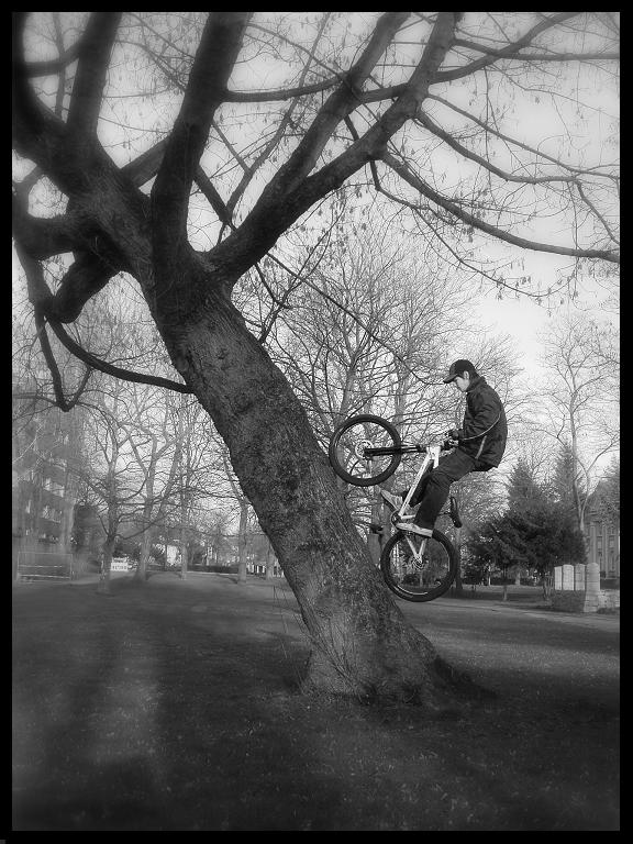 Tree ride