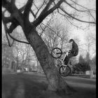 Tree ride