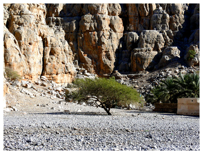 Tree & rocks