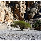 Tree & rocks