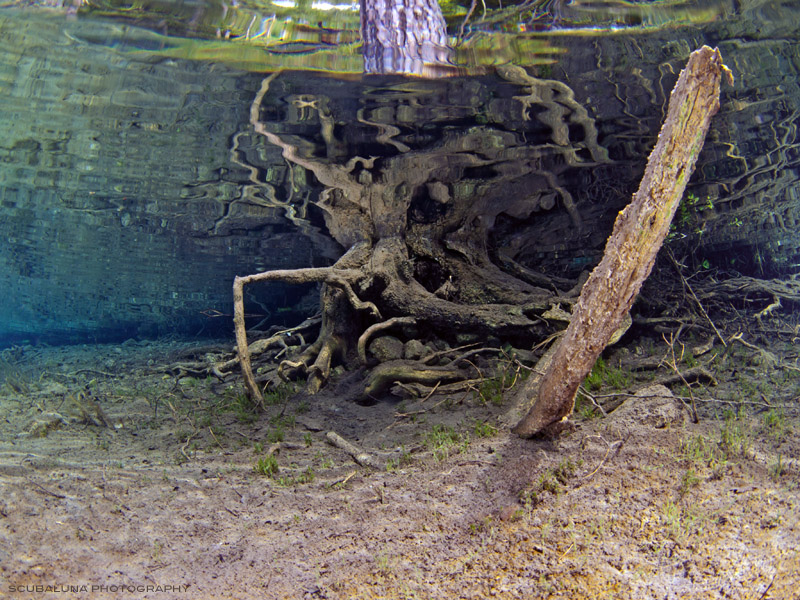 *tree root underwater*