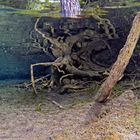 *tree root underwater*