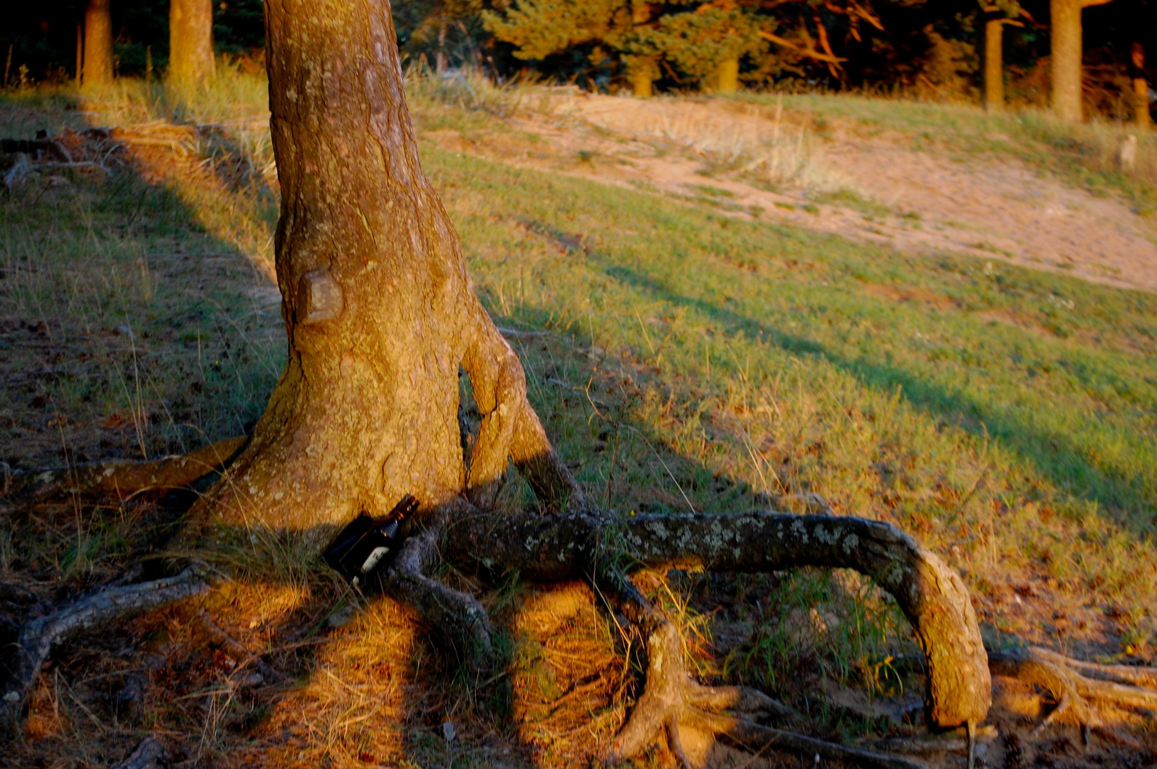 Tree Roots to Drink a Beer on Sundown