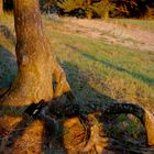 Tree Roots to Drink a Beer on Sundown