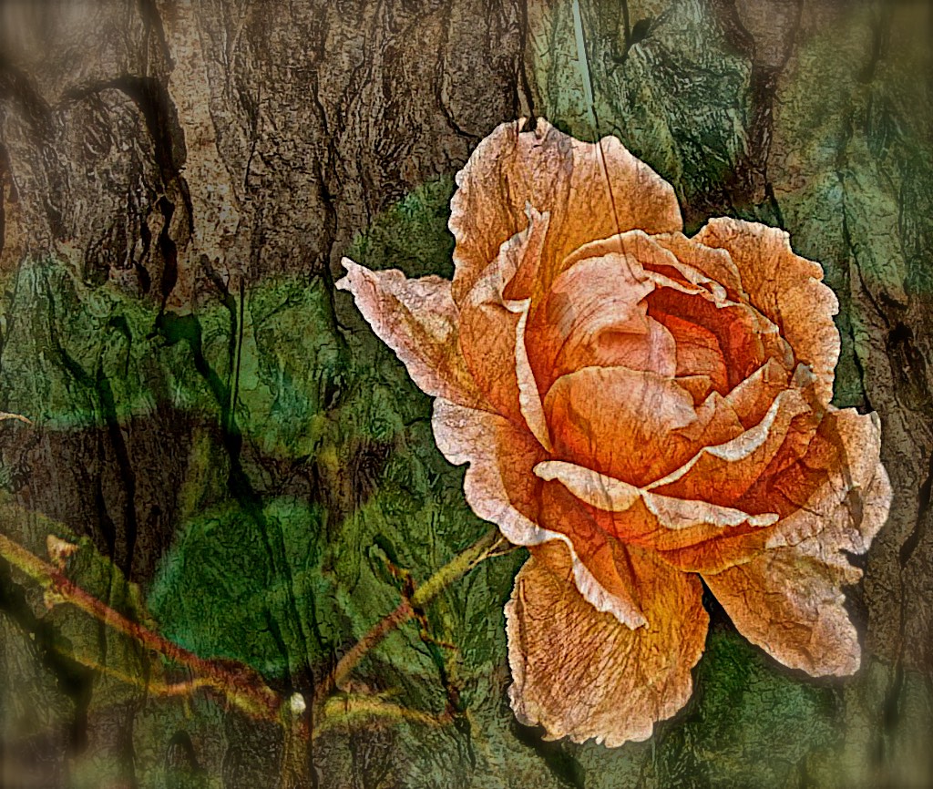 Tree-rose